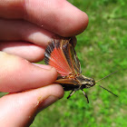 Longhorn Band-wing Grasshopper