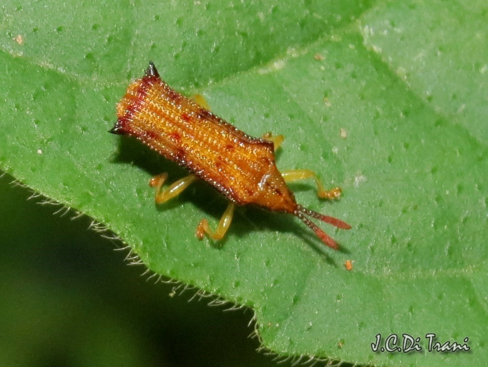 Leaf Miner beetle