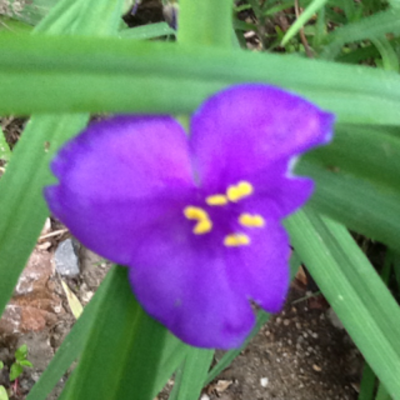 Spiderwort