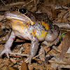 Pobblebonk; Northern Banjo Frog