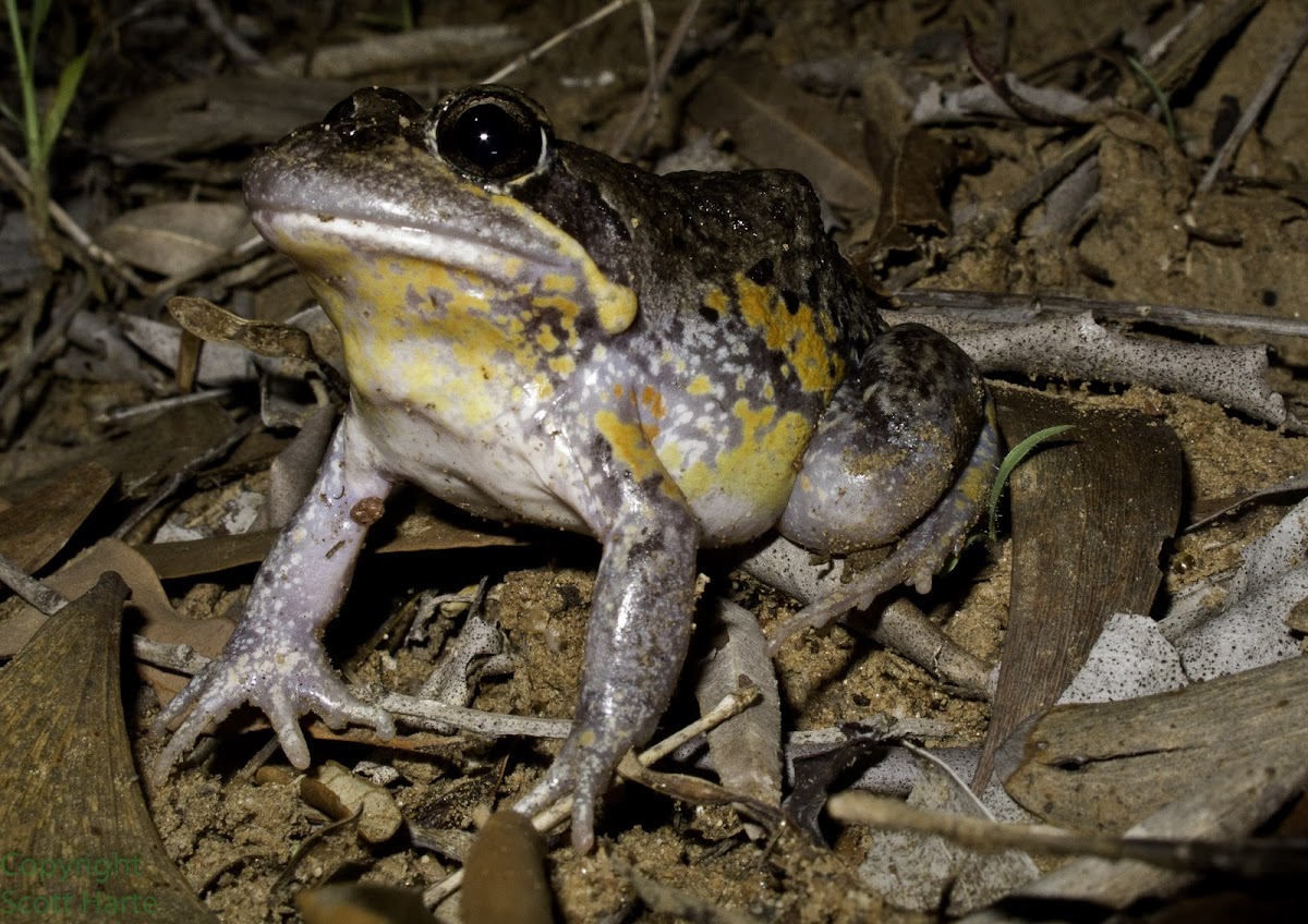 Pobblebonk; Northern Banjo Frog