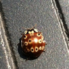 Lady bird beetle (lady bug)