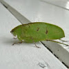 Leaf katydid