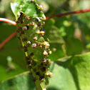 Insect gall on grape leaf