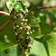 Insect gall on grape leaf