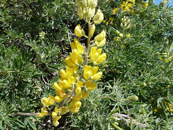 Yellow bush lupine | Project Noah