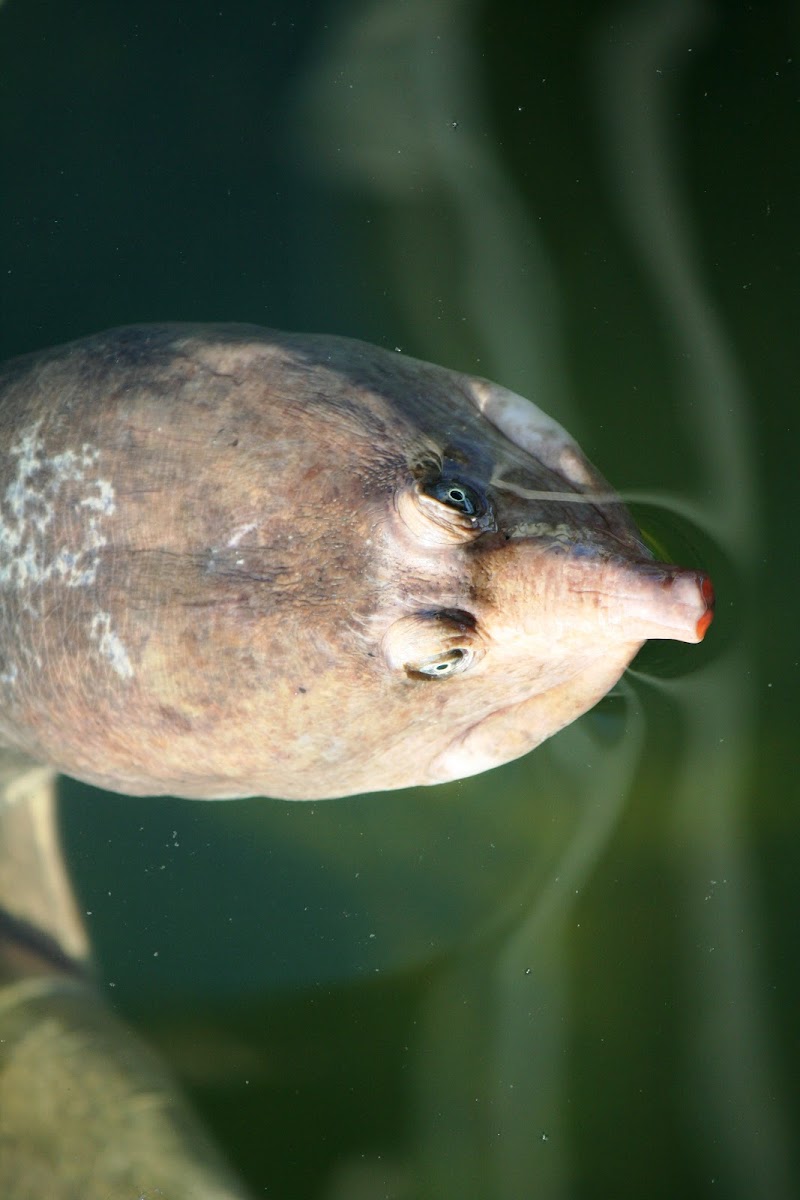 Florida softshell turtle