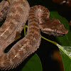 Bornean Leaf-nosed Pit Viper