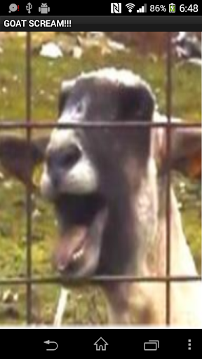 Goat Screaming