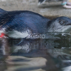 Penguin taking a Swim by Cheryl Waring - Animals Sea Creatures