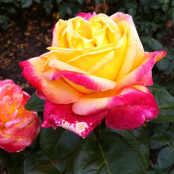 Rose | Project Noah