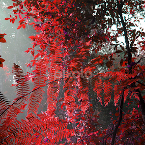 by Murshalin Ahmed - Nature Up Close Leaves & Grasses