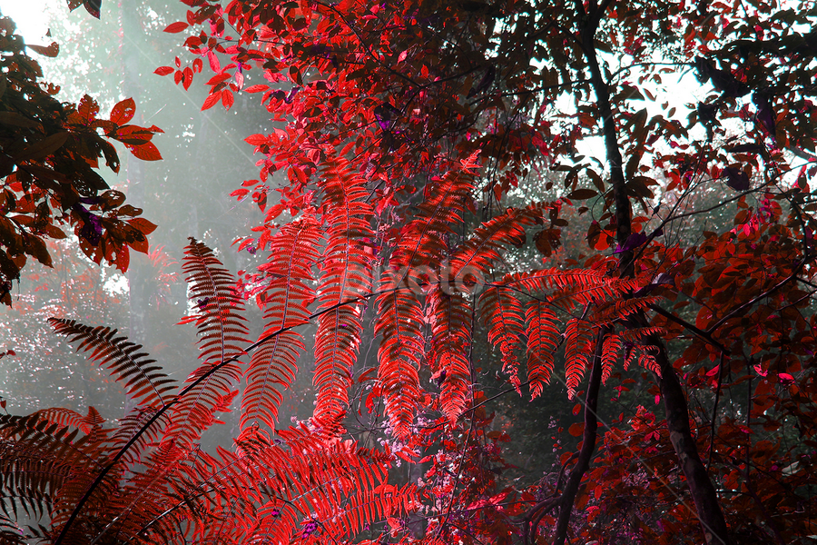 by Murshalin Ahmed - Nature Up Close Leaves & Grasses