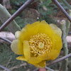 the Beavertail Cactus