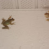 Cuban Treefrogs (Courting)