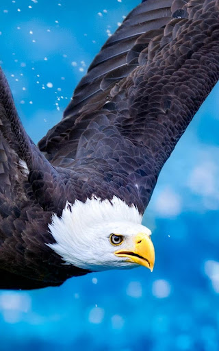 Eagle Live Wallpaper