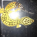 High yellow Leopard gecko morph