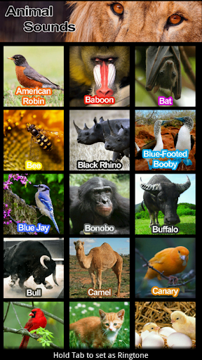 Animal Sounds Ringtones