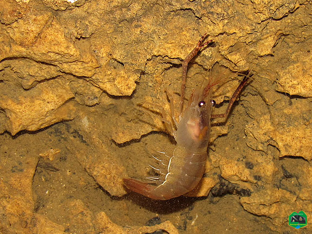 Freshwater shrimp