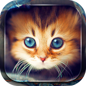 Cute Cats Live Wallpaper
