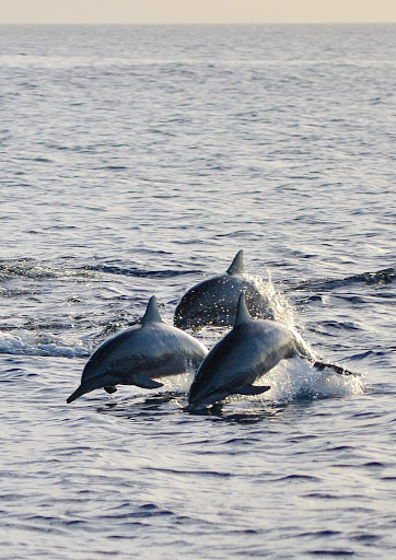 Porpoises romp in the bay at St. Vincent and the Grenadines.