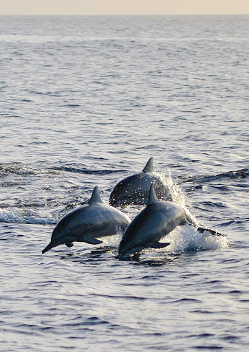 St-Vincent-Grenadines-marine-life - Porpoises romp in the bay at St. Vincent and the Grenadines.