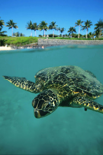 A green sea turtle, called honu in the Hawaiian language, gets ready for his closeup. Sea turtles have graced the oceans for 75 million years. 