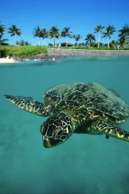 A green sea turtle, called honu in the Hawaiian language, gets ready for his closeup. Sea turtles have graced the oceans for 75 million years. 