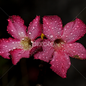 UNTITLED by Herken Kenken - Flowers Flower Gardens