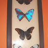 Butterflies (preserved)