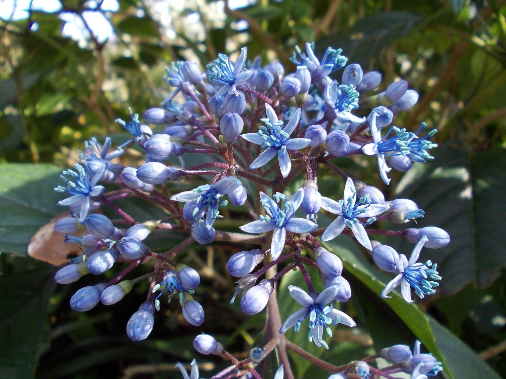 Blue-Flowered Evergreen Hydrangea