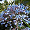 Blue-Flowered Evergreen Hydrangea