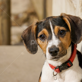 Precious by Tonya Sheetz - Animals - Dogs Portraits