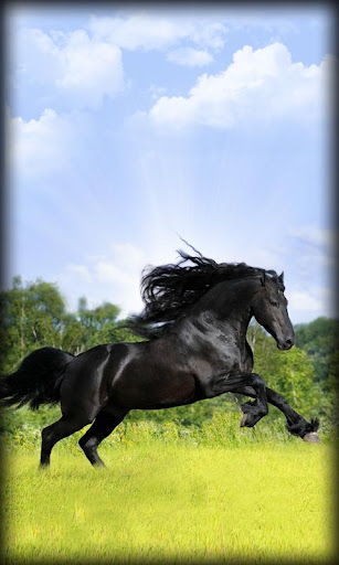 Horse Live Wallpaper