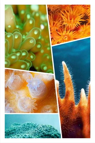 Photos Wall v1.1.0