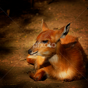 by Irsya Irsya - Animals Other Mammals