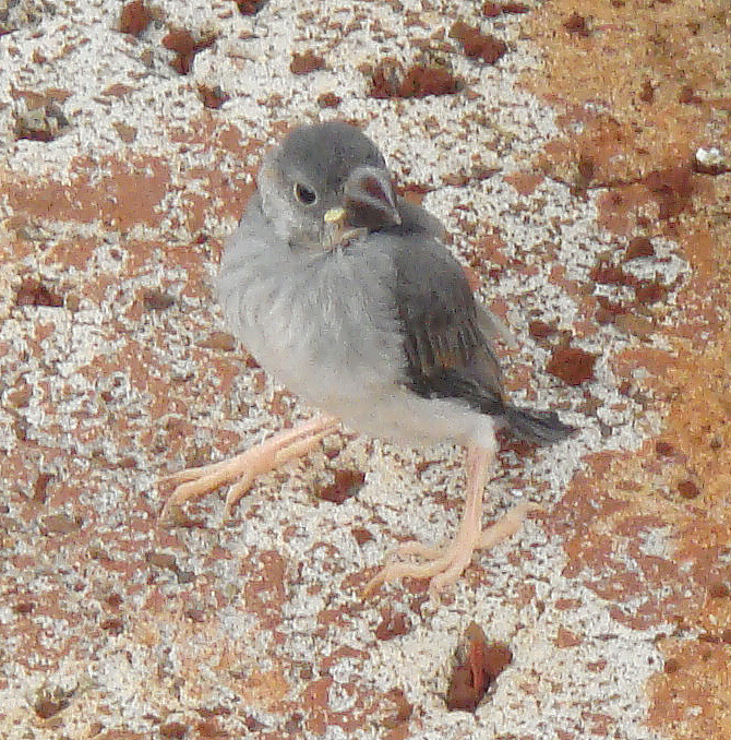 Java Sparrow pre-fledgling