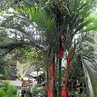 christmas palm, lipstick palm