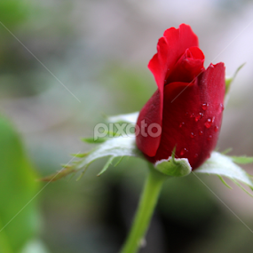 by Octo Winarto - Uncategorized All Uncategorized