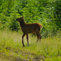 Red elk