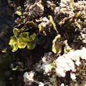 Green algae / Zelena alga