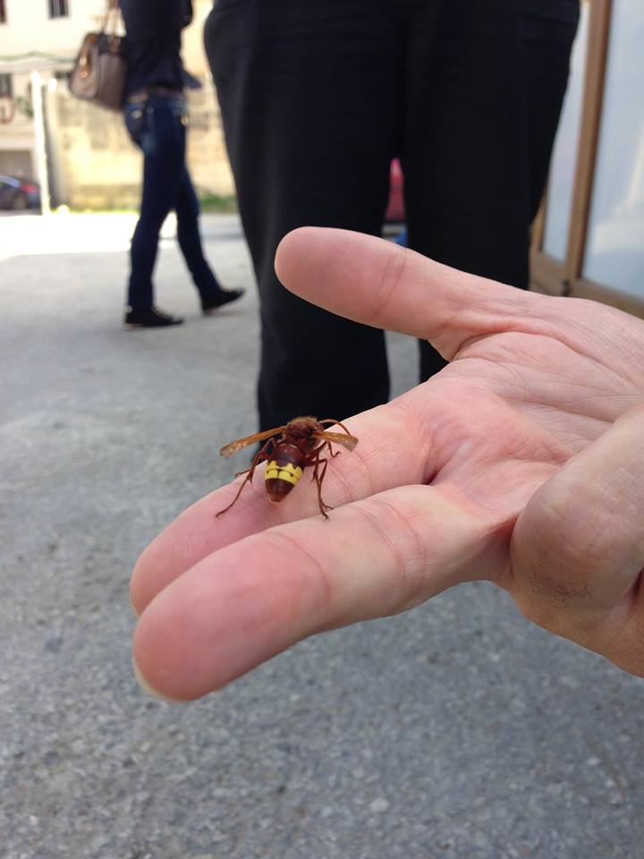 red  paper wasp