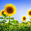 Sunflowers Live Wallpaper logo