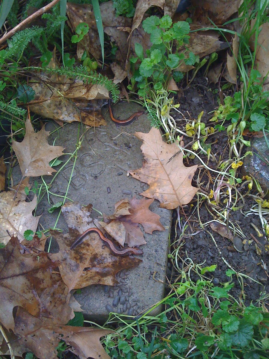 Red-backed Salamander