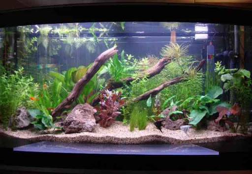 Aquarium Design Ideas