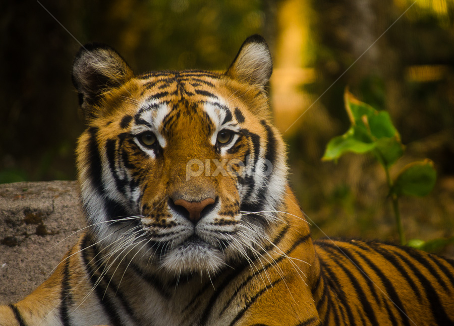 Harimau Benggala by Ika Prawesty Wulandari - Animals Lions, Tigers & Big Cats