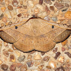Catocalinae Moth