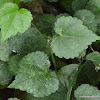വള്ളിക്കുറുന്തൊട്ടി, भूइनी, bala, country mallow, heart-leaf sida or flannel weed