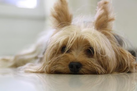 How to mod Yorkshire Terrier Dogs 1.00 unlimited apk for bluestacks