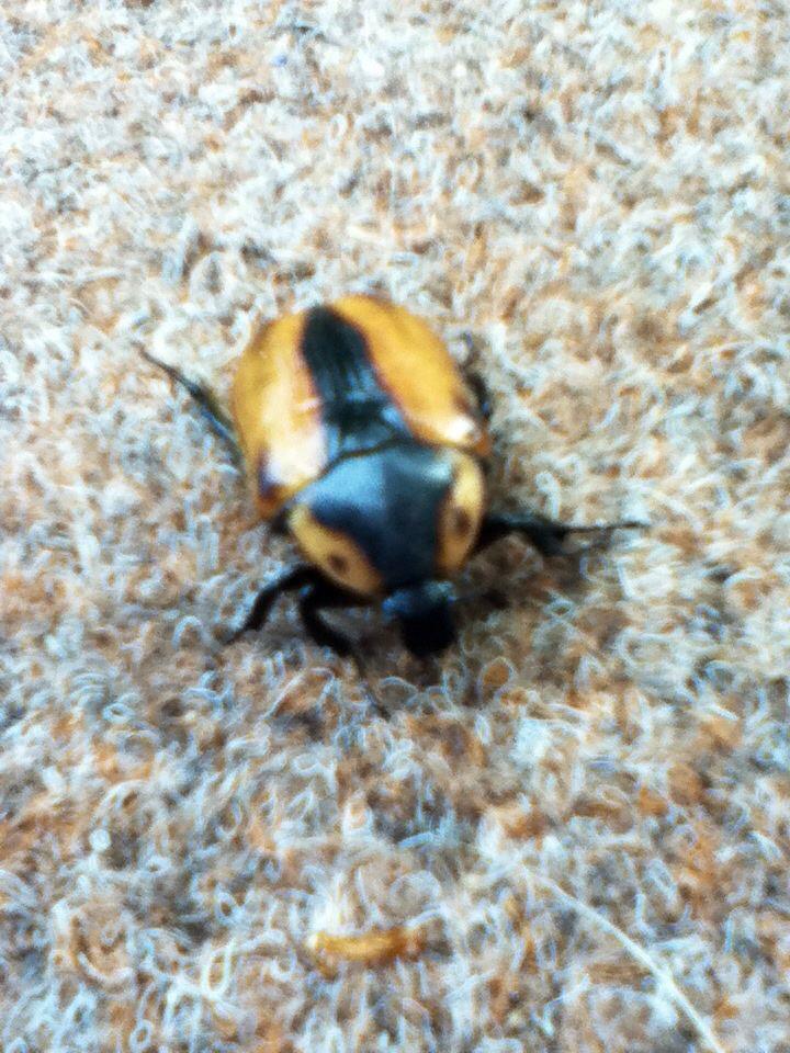 Cowboy Beetle